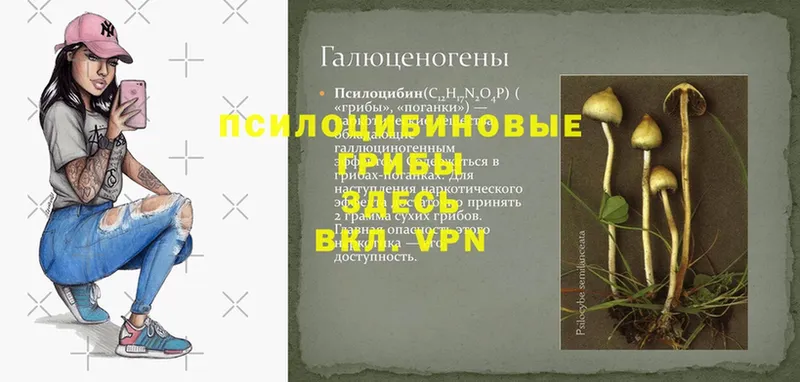 Галлюциногенные грибы Psilocybine cubensis  продажа наркотиков  Красновишерск 